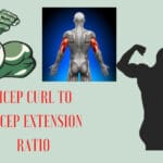 Bicep Curl to Tricep Extension Ratio